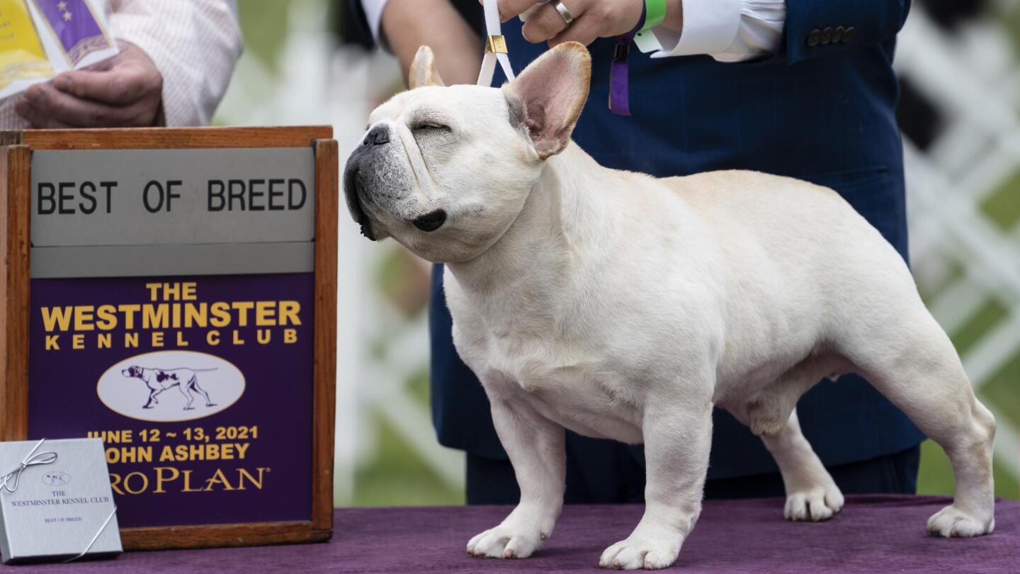 Westminster dog show 2018 new breeds hotsell